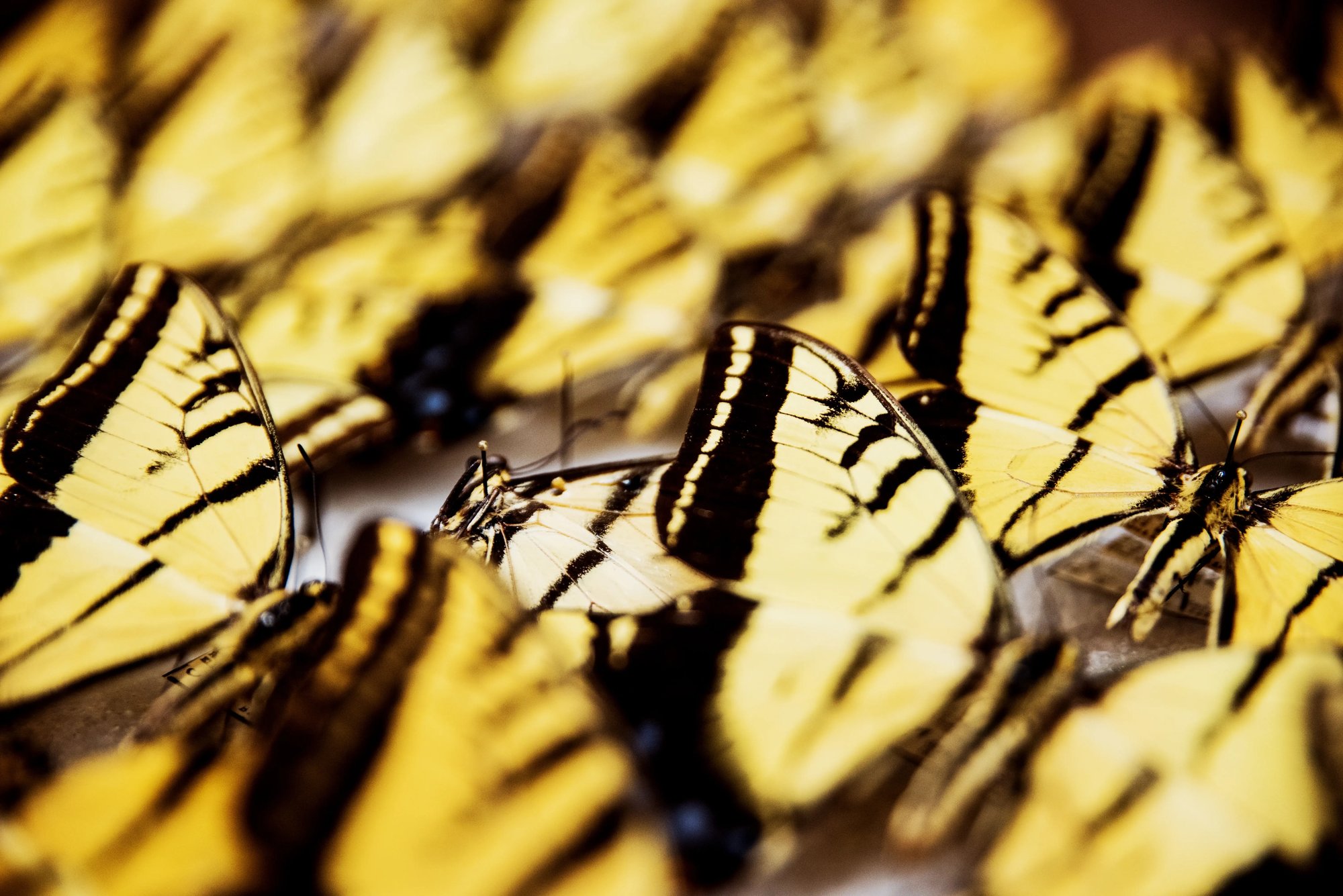 mainfeature_butterflies_750x500