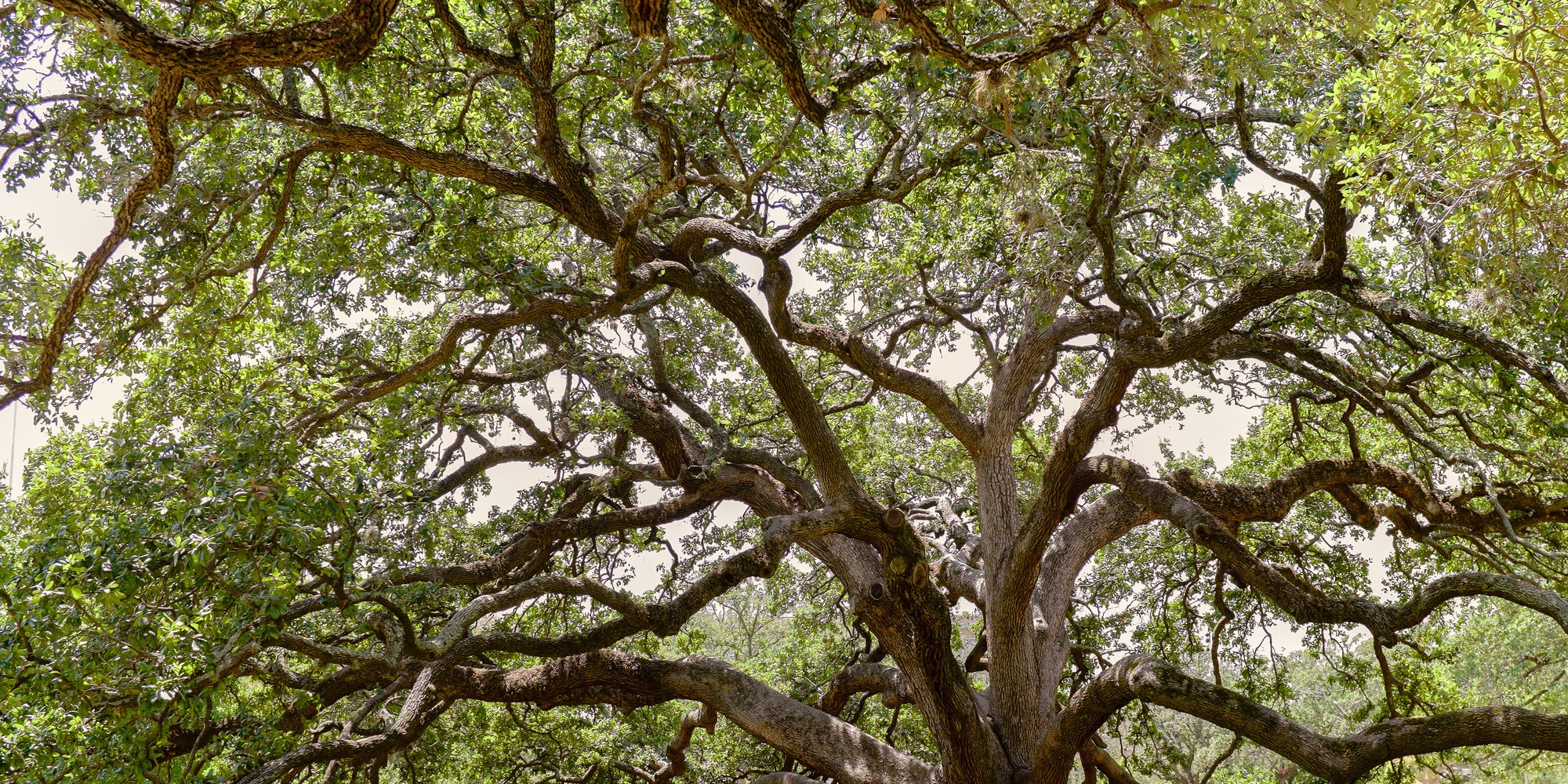 mainfeature_centurytree_longcrop