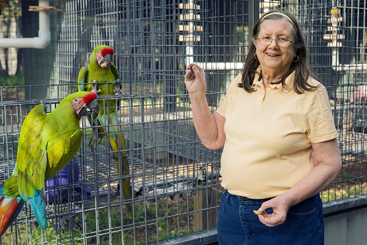 mainfeature_macaws_750x500