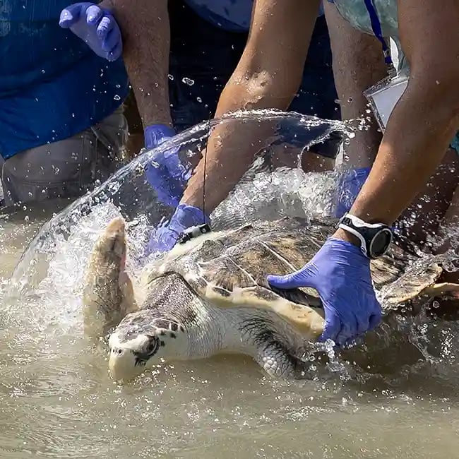 2023 release of Tally the turtle 20_ECS web