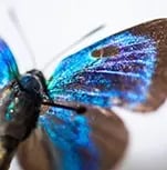 Insect collection_hero grid_151x153