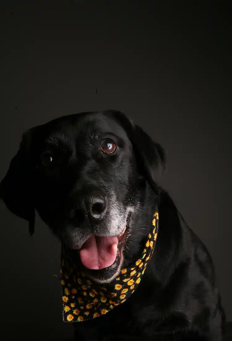 Stevenson dog 1_Robb Kendrick web