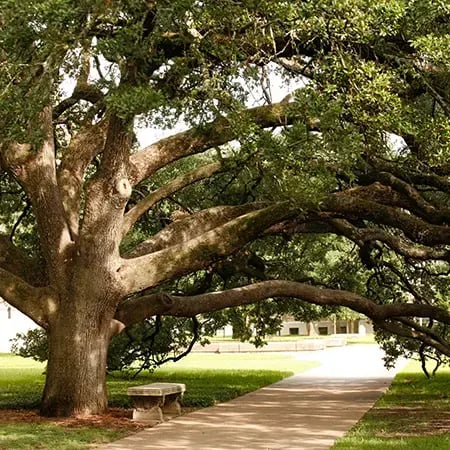 Century Tree 6 web-1