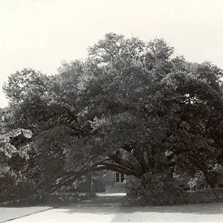 Century Tree Historic_Cushing Mem web