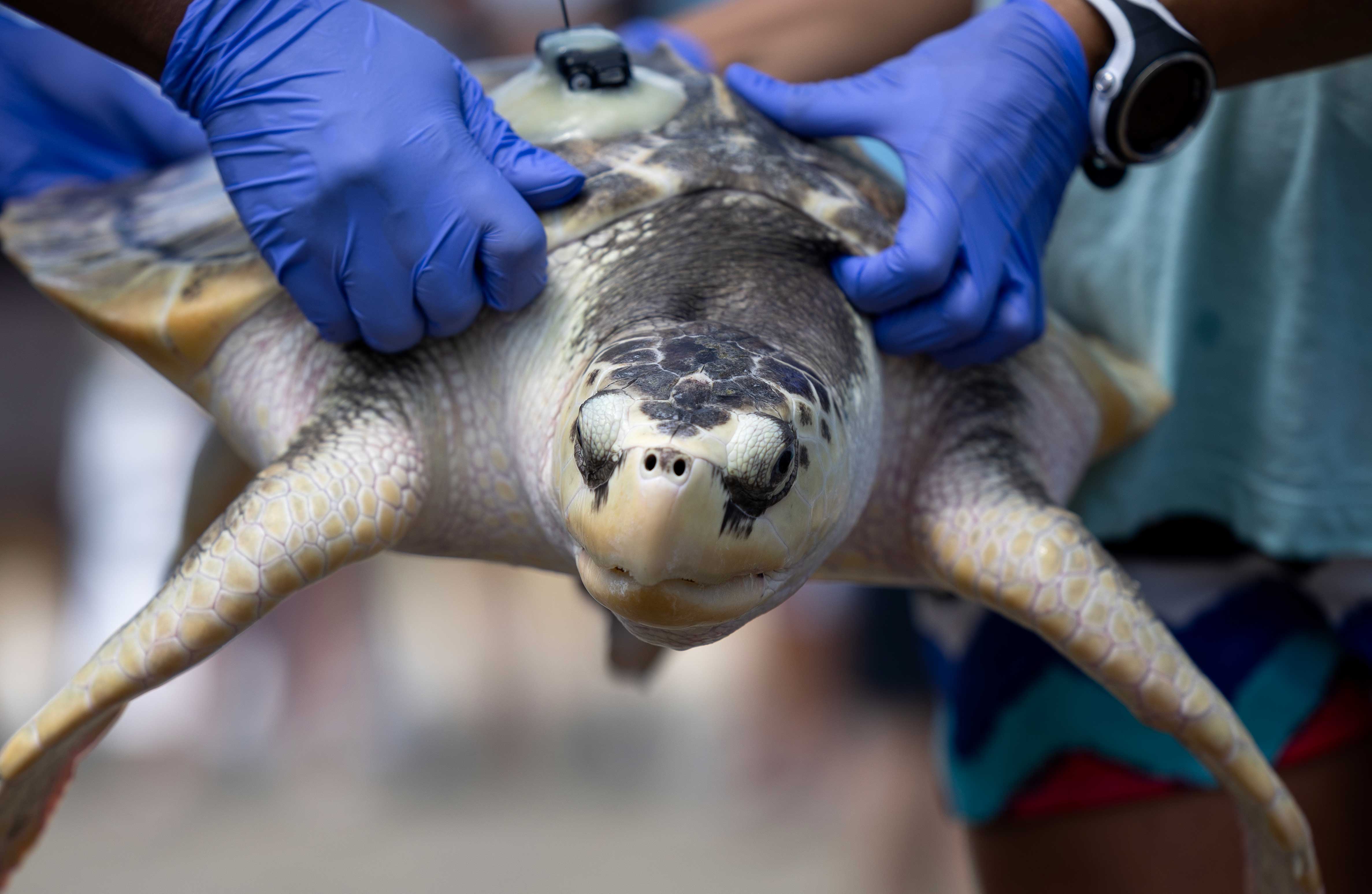 Galvy_seaturtle3