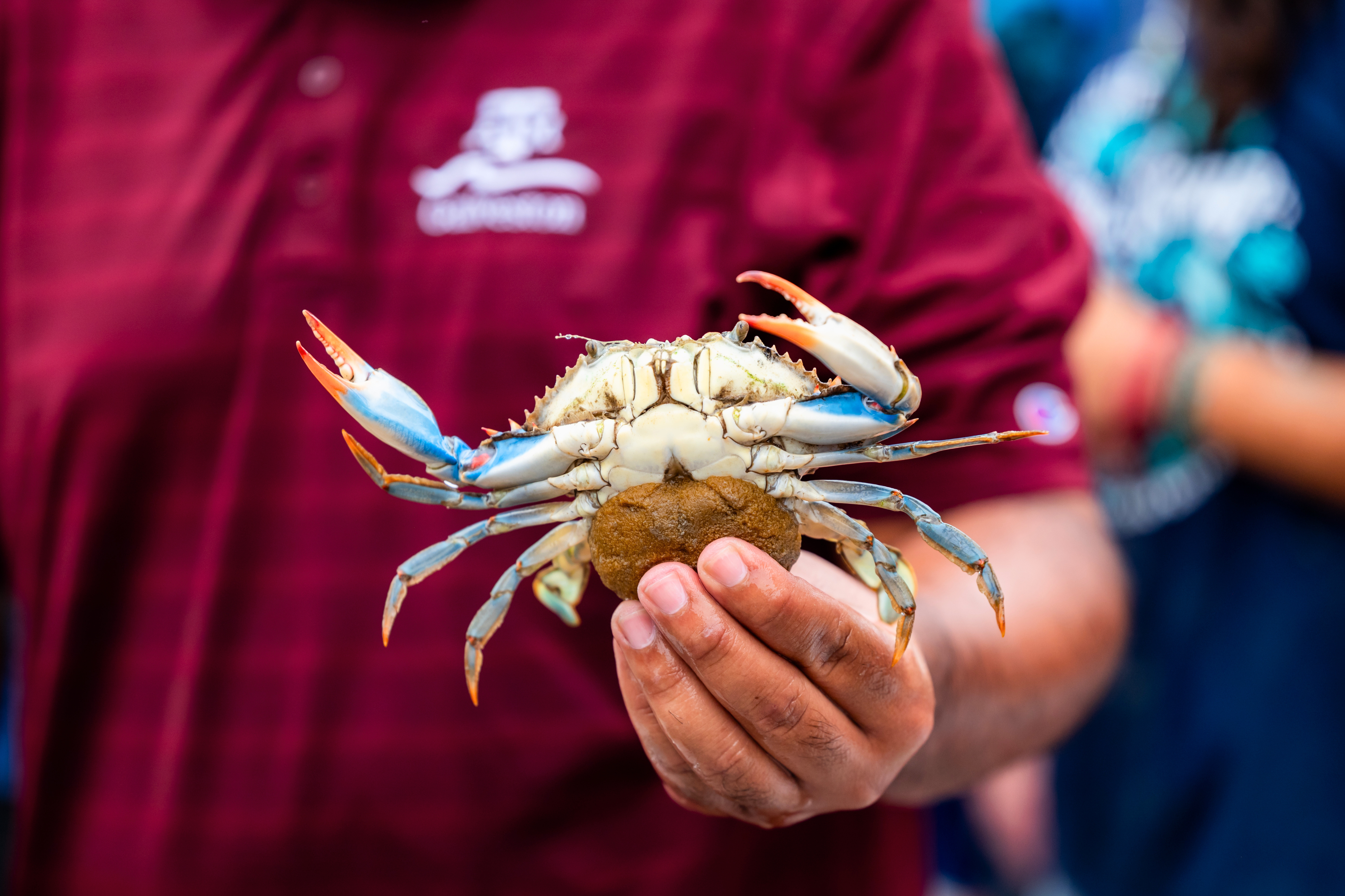 galvestoncrab