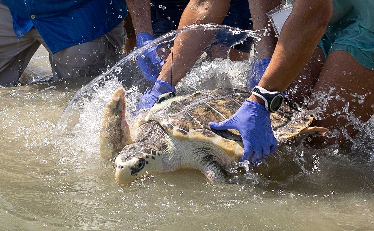 galvy_seaturtle2